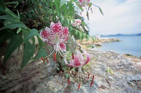 九十九島に咲くカノコユリ