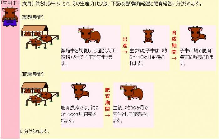 肉用牛のフロー図