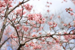 令和2年3月16日中央公園桜の写真