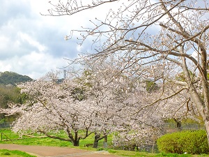 20210322天神公園桜