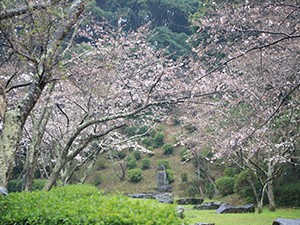 令和2年3月26日大悲観公園桜