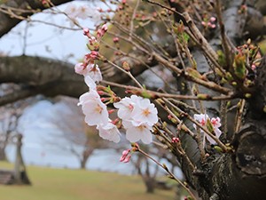 令和2年3月26日干尽公園桜2