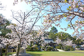 20210325東公園桜