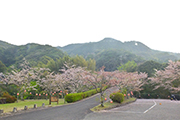 20210329牧の岳公園桜