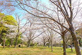 20210325中央公園桜
