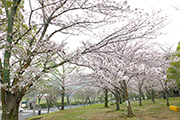 20210329中央公園桜
