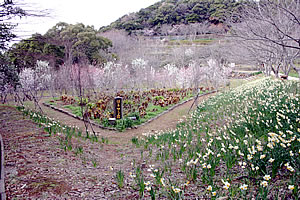 花の森公園の写真