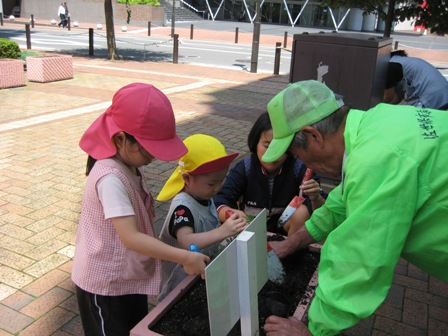 園児の植付状況写真