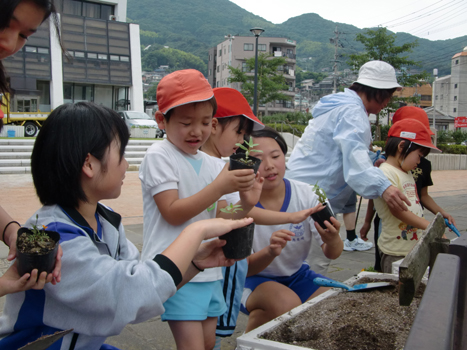 市役所前での植付状況写真（1枚目）