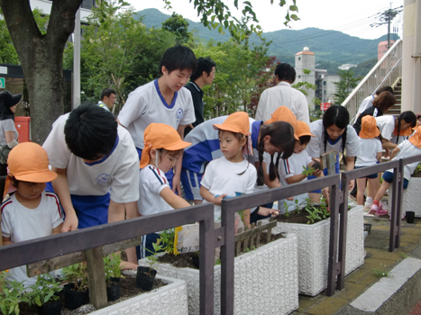 市役所前での植付状況写真（2枚目）