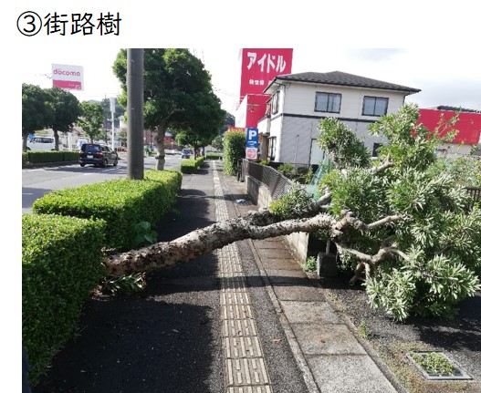 街路樹の写真