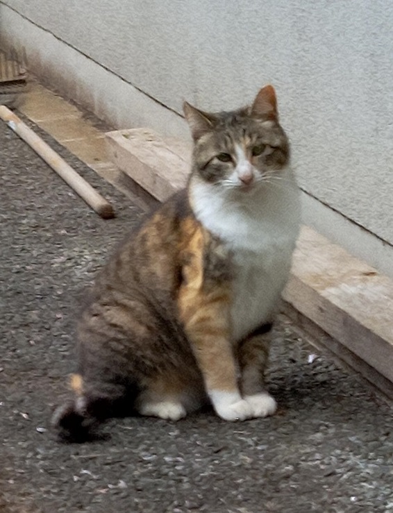みいこ