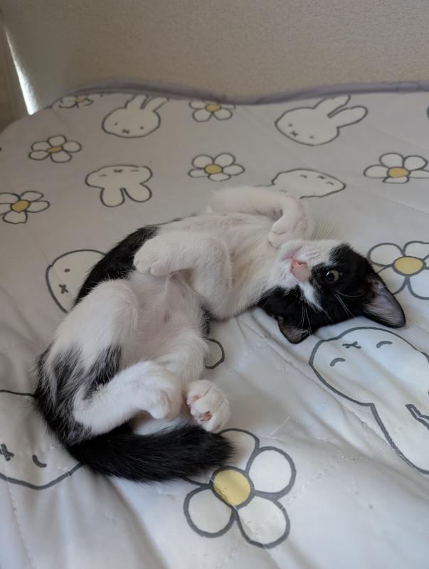 ダイちゃん