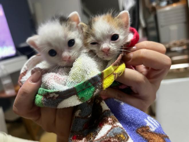 こまちちゃんとかんなちゃん