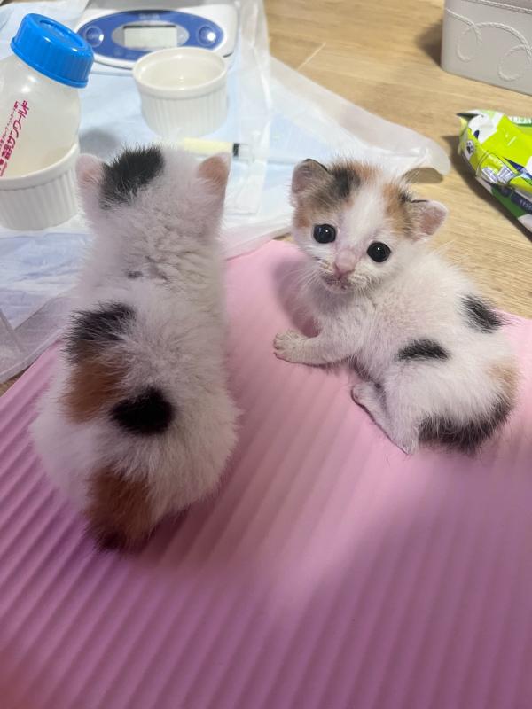 こまちちゃんとかんなちゃん