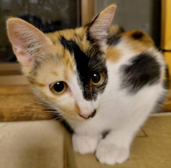 きなこ