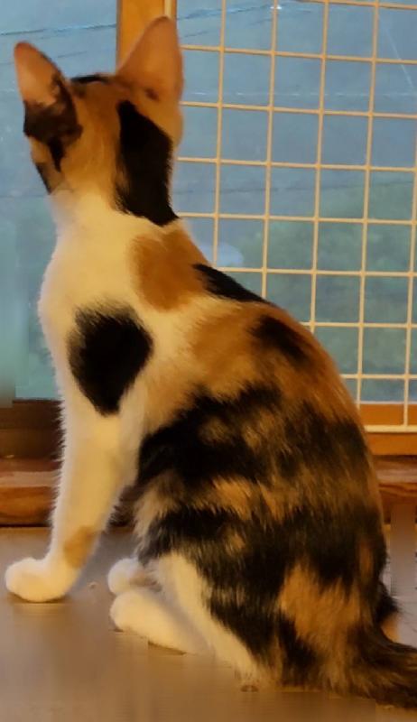 きなこ