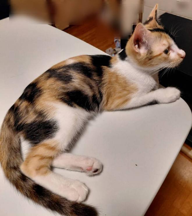 きなこ