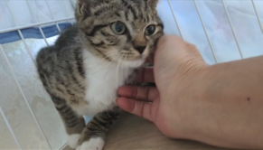 ビビちゃん