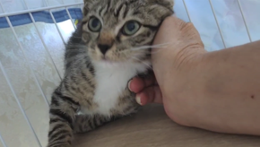 ビビちゃん