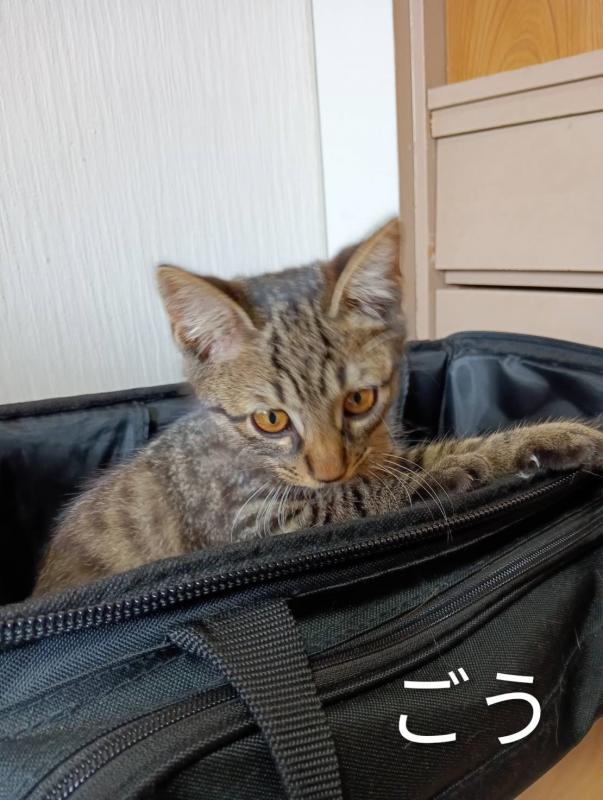 ごう