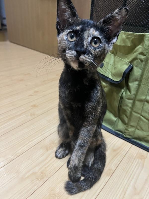 さびちゃん