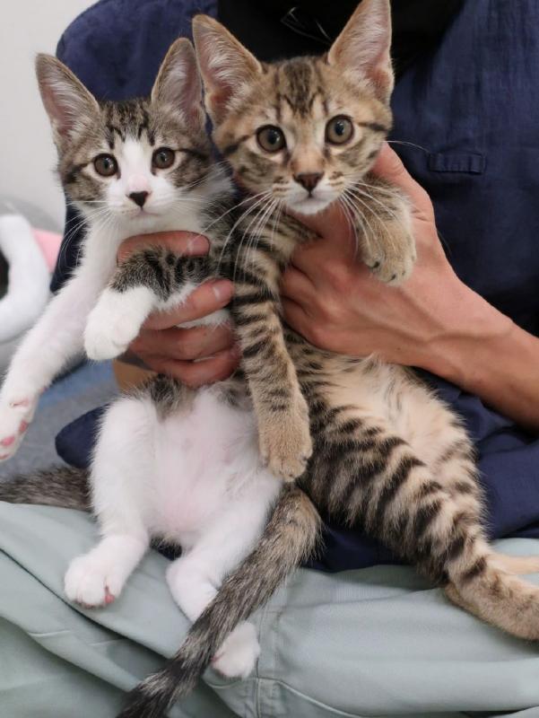 アリス＆クリス