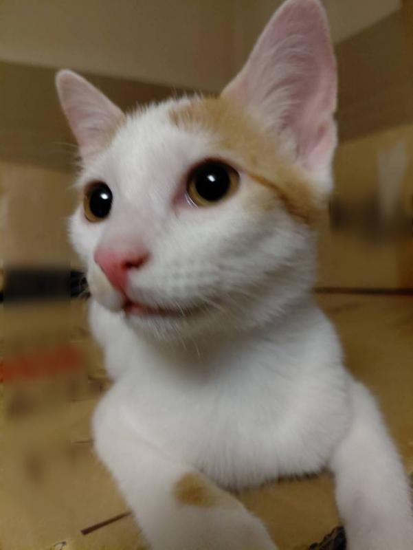 ふく