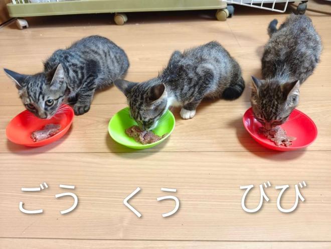 ごう＆くう＆びび
