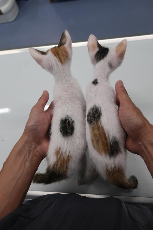 こまちちゃんとかんなちゃん