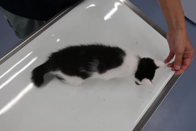 みぃみぃ