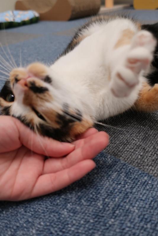 あんみつ