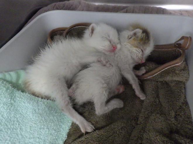 こまちちゃんとかんなちゃん