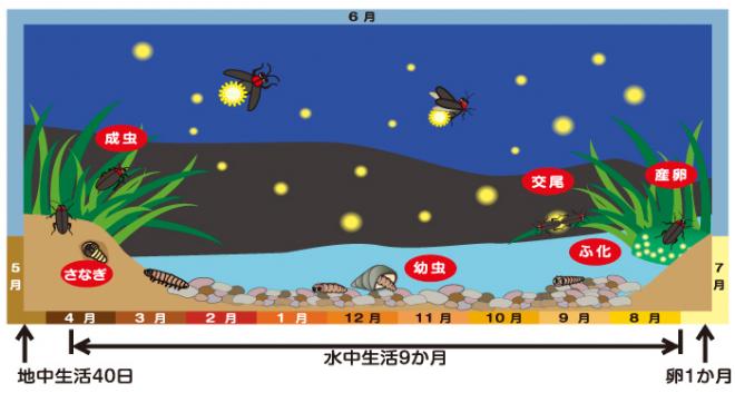 ホタルの一生