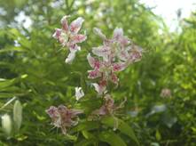 カノコユリの写真