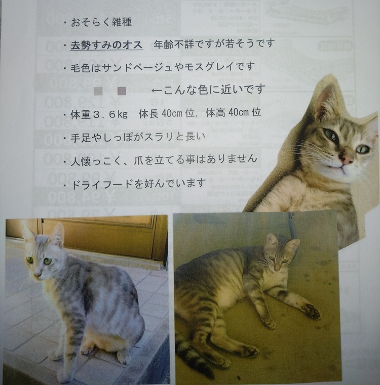 迷い猫3