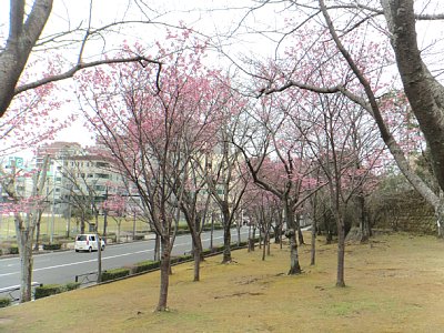 ヨウコウザクラ遠景