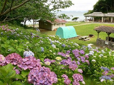 白浜キャンプ場（アジサイ）