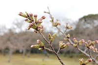 天神公園のソメイヨシノ0320