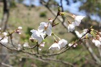 大悲観公園のソメイヨシノ0326