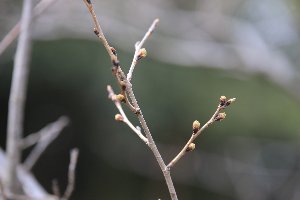 20200316東公園桜2