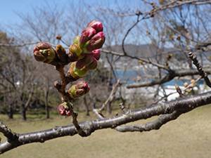 20200323干尽公園桜2