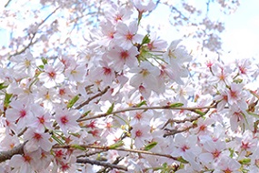 干尽桜
