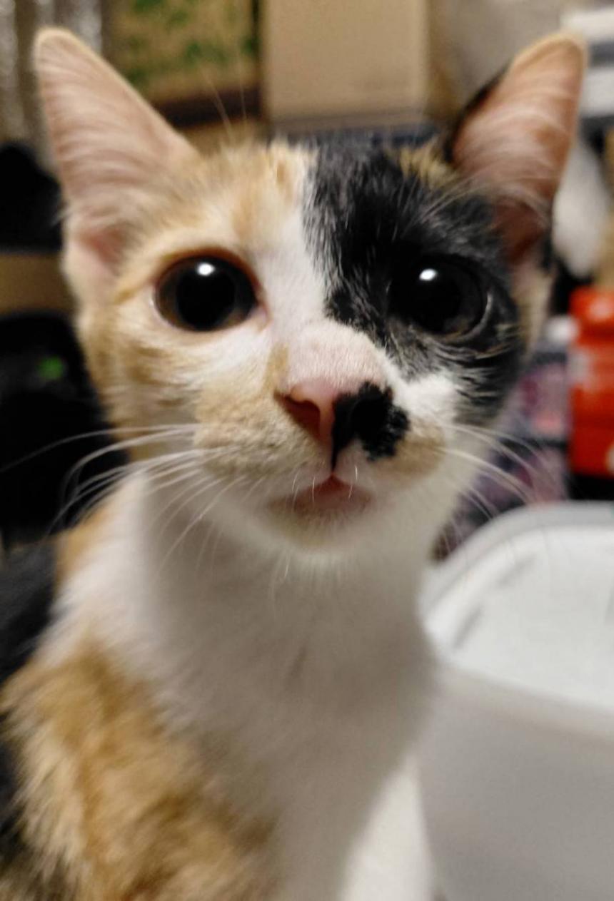 きなこ