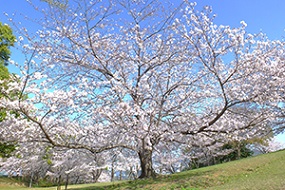 20210325干尽公園桜