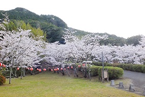 20210325牧の岳公園桜