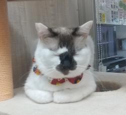 ギンノスケ