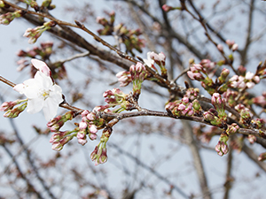 20220324天神公園近景