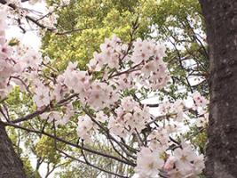 20220328中央公園近景