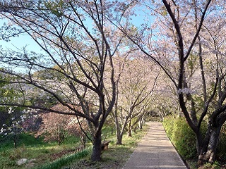 20220404花の森公園遠景
